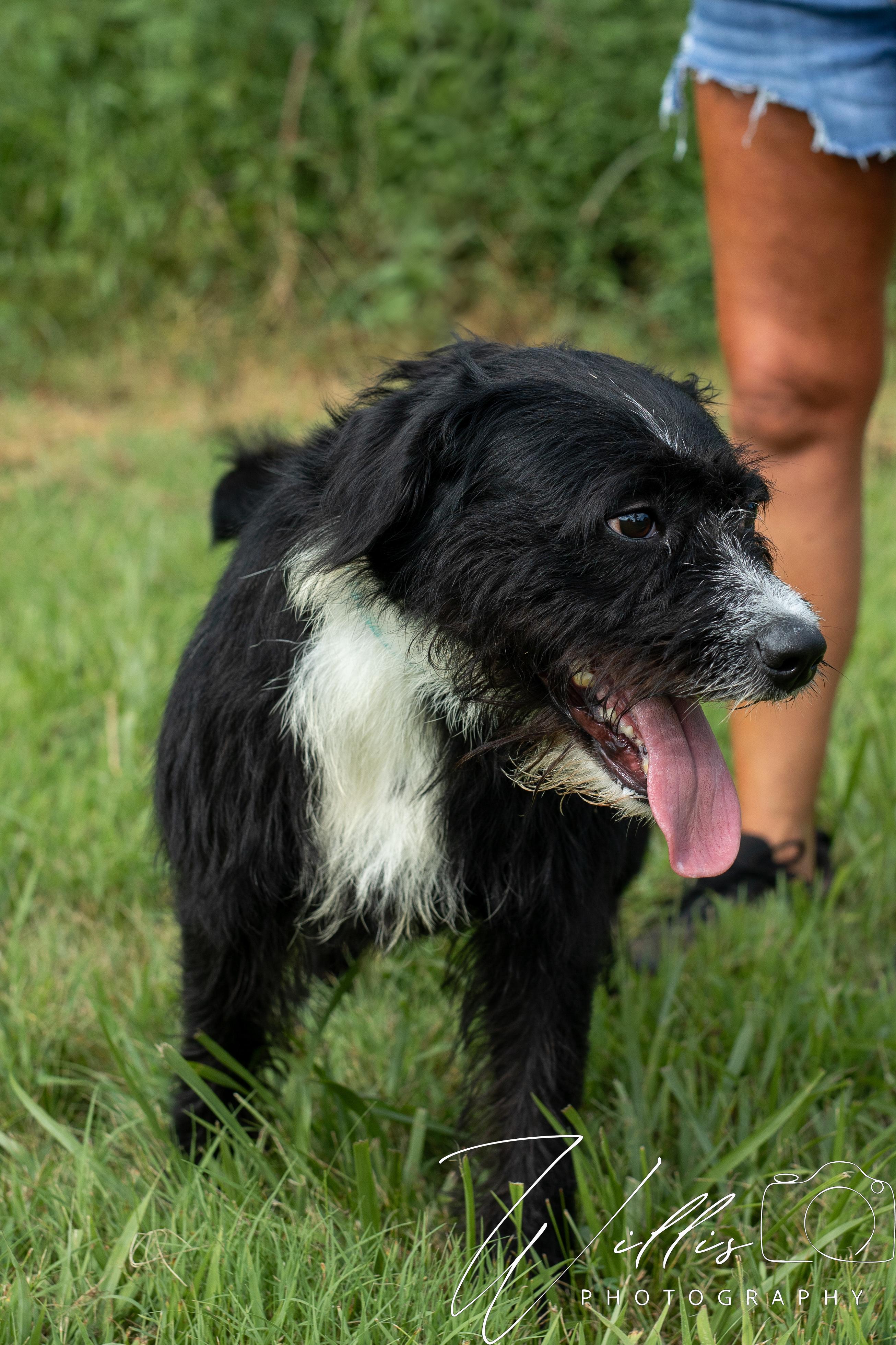 Izzy - Sponsored Adoption, an adoptable Labradoodle in Dixon, KY, 42409 | Photo Image 5