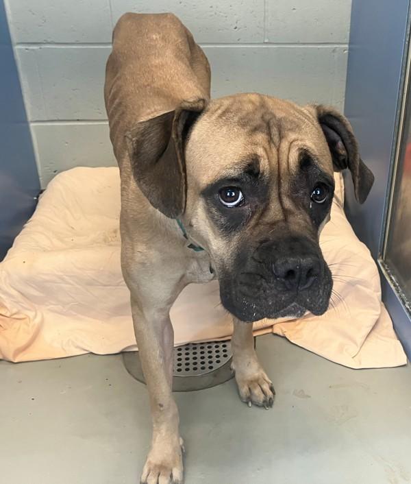 Enlarge Goldie, a Adoptable mixed breed in Staten Island, NY image 2/2