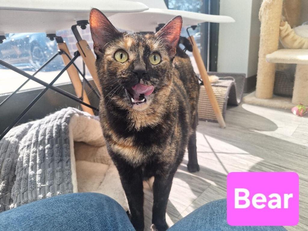 Bear, Adoptable, Adult Female Domestic Short Hair.
