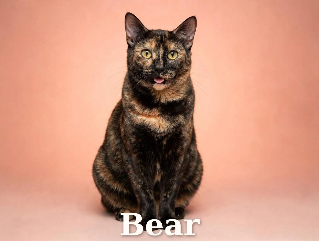 Enlarge Bear, a Adoptable mixed breed in Leonardtown, MD image 2/2