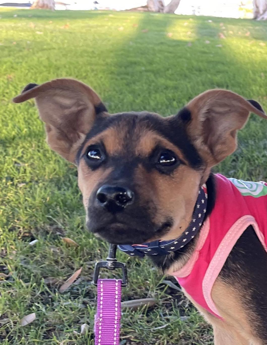 CLARITA 16 weeks old, Adoptable, Puppy Female Shepherd.