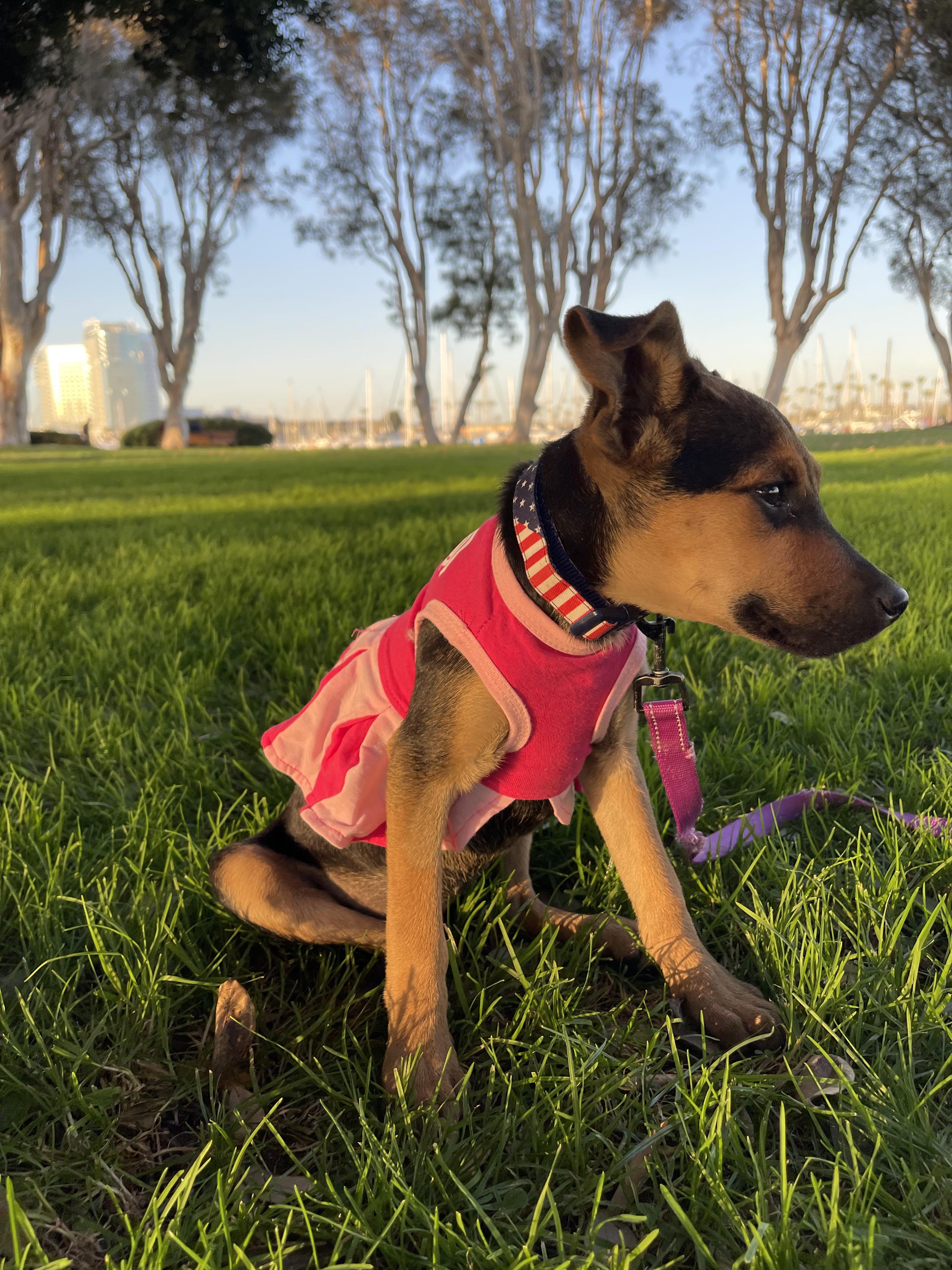 CLARITA 16 weeks old, a Adoptable mixed breed in Aliso Viejo, CA image 5/5