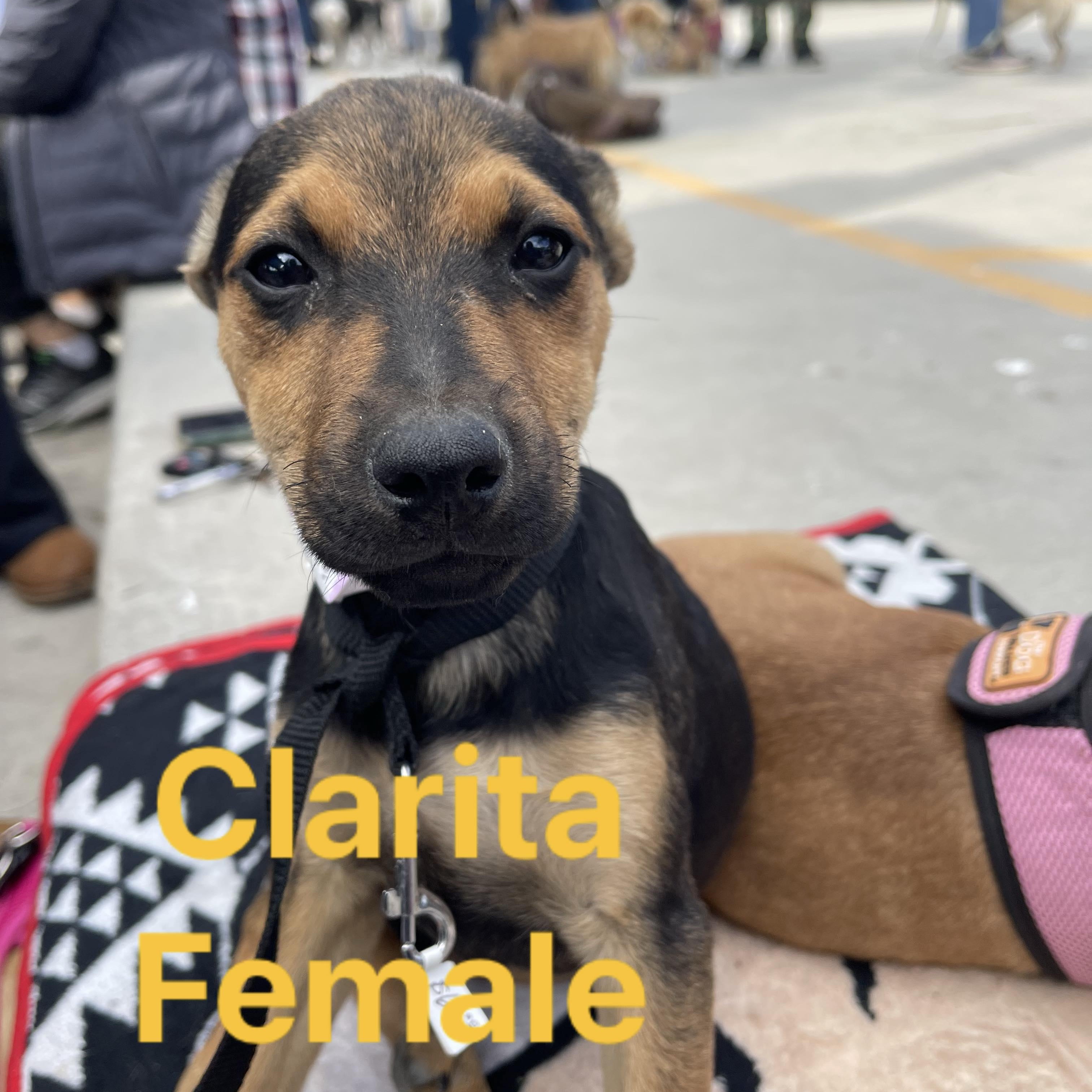 CLARITA 16 weeks old, a Adoptable mixed breed in Aliso Viejo, CA image 3/5
