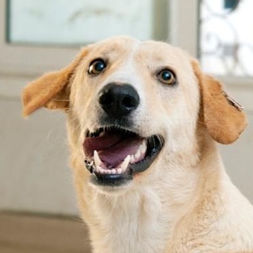 Mr. Happy Gary (Boji), a Adoptable mixed breed image 1/6