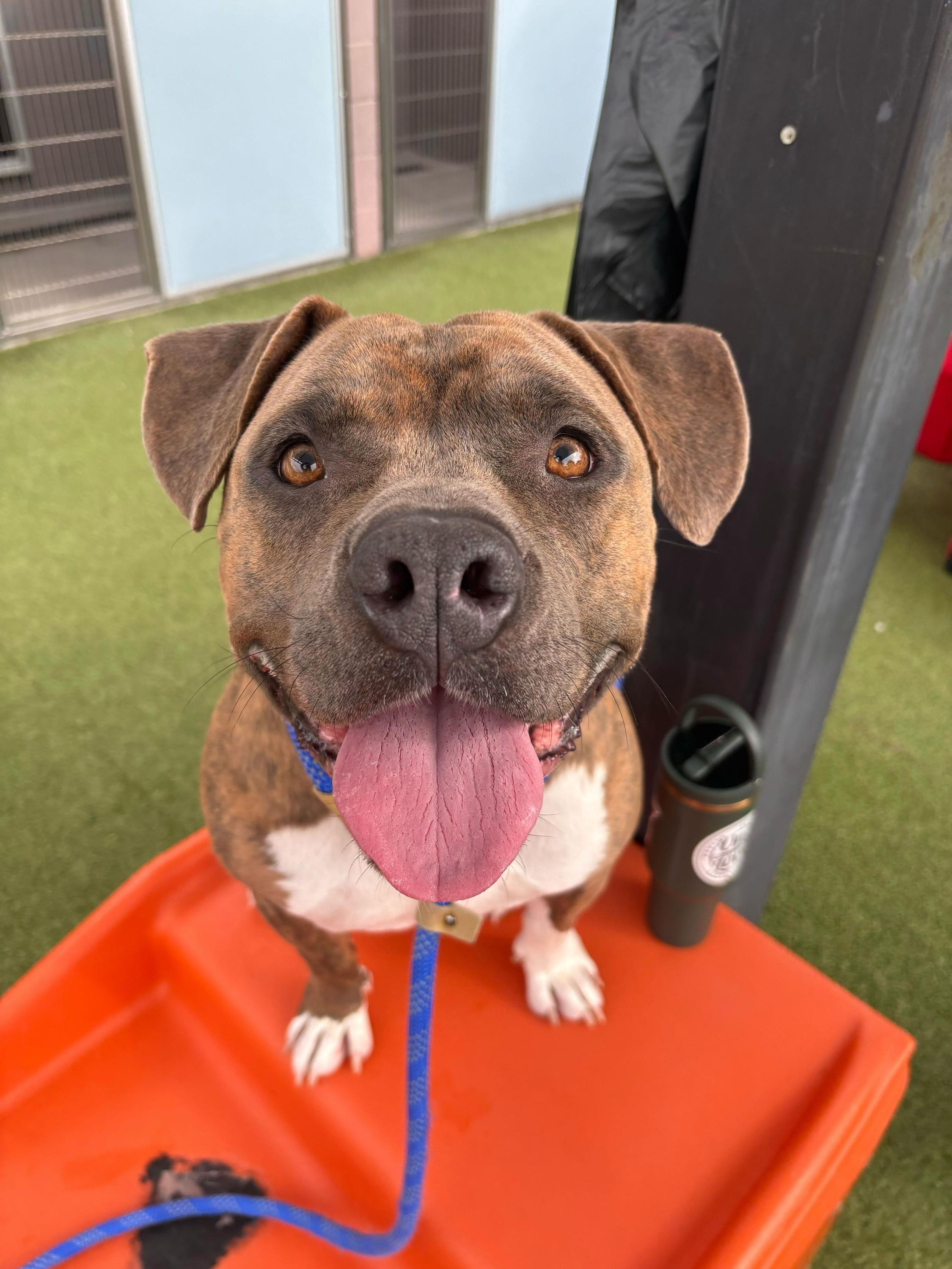 Butterball, Adoptable, Adult Male American Staffordshire Terrier & Pit Bull Terrier.