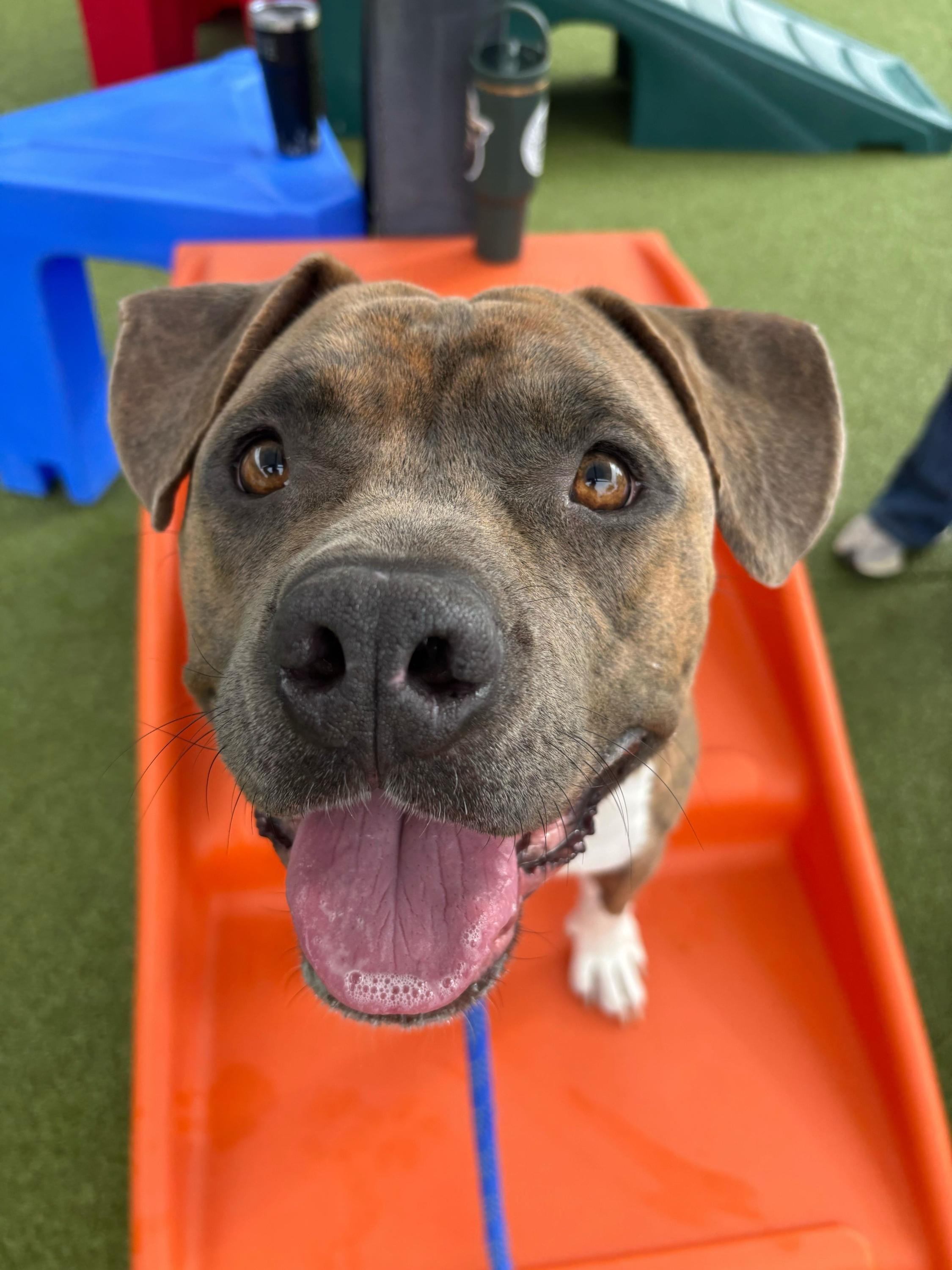 Butterball, a Adoptable mixed breed in Chandler, AZ image 2/3