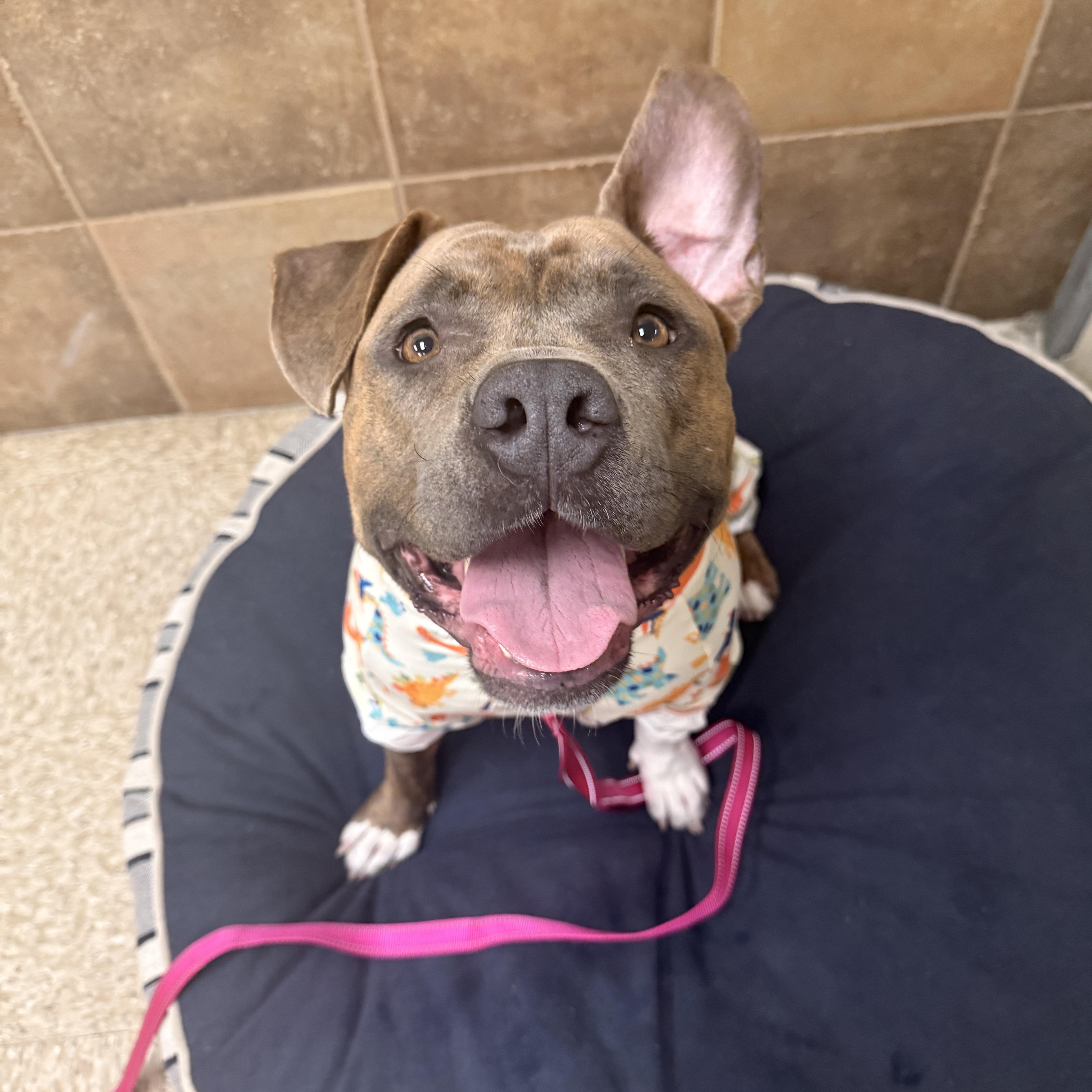 Butterball, Adoptable, Adult Male American Staffordshire Terrier & Pit Bull Terrier.