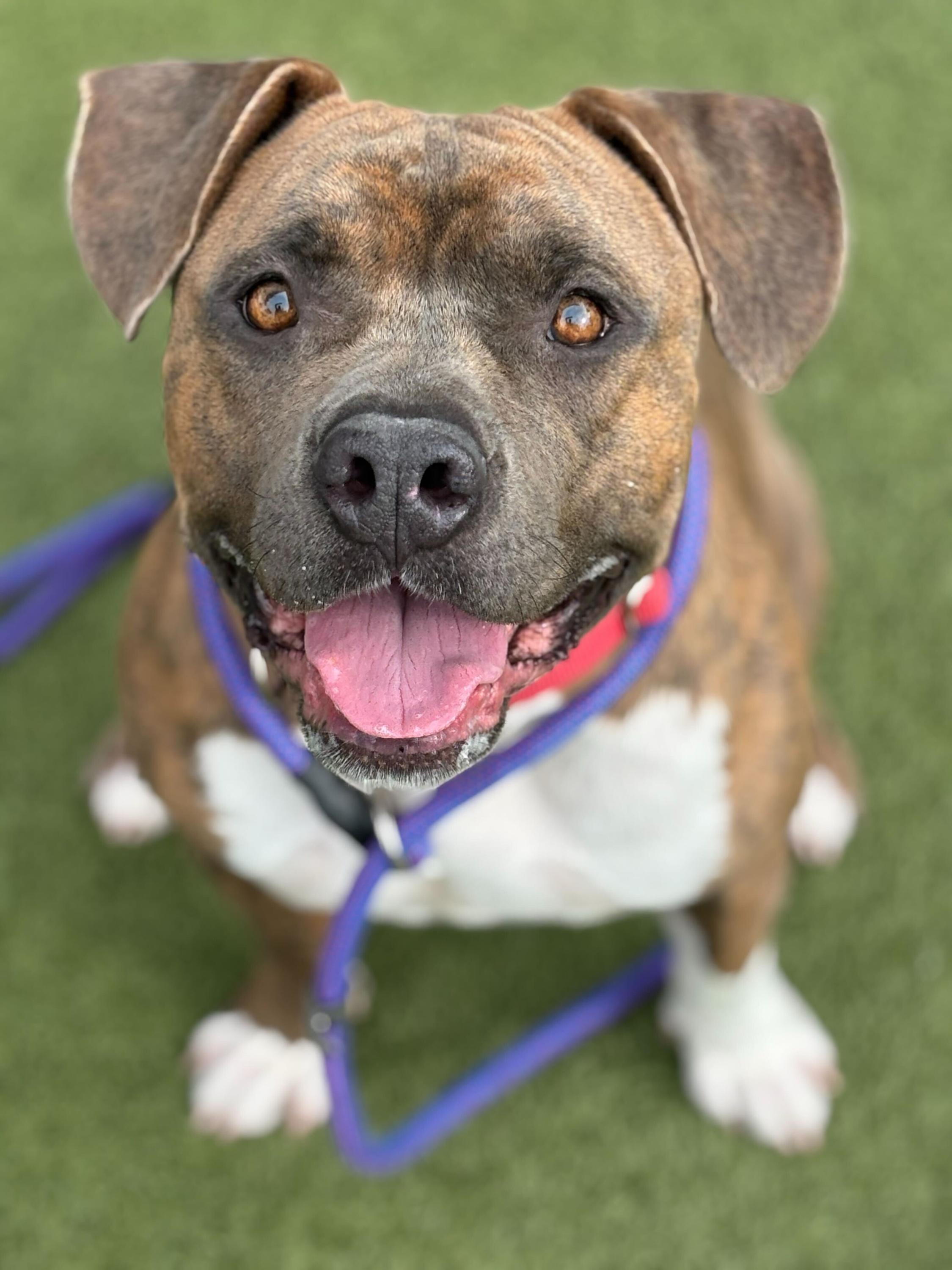 Butterball, a Adoptable mixed breed in Chandler, AZ image 3/3