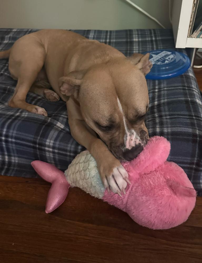 Leela, Adoptable, Adult Female American Staffordshire Terrier.