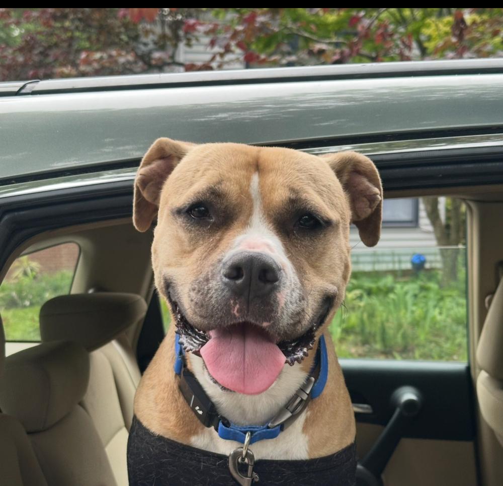 Enlarge Leela, a Adoptable mixed breed in Wake Forest, NC image 2/6