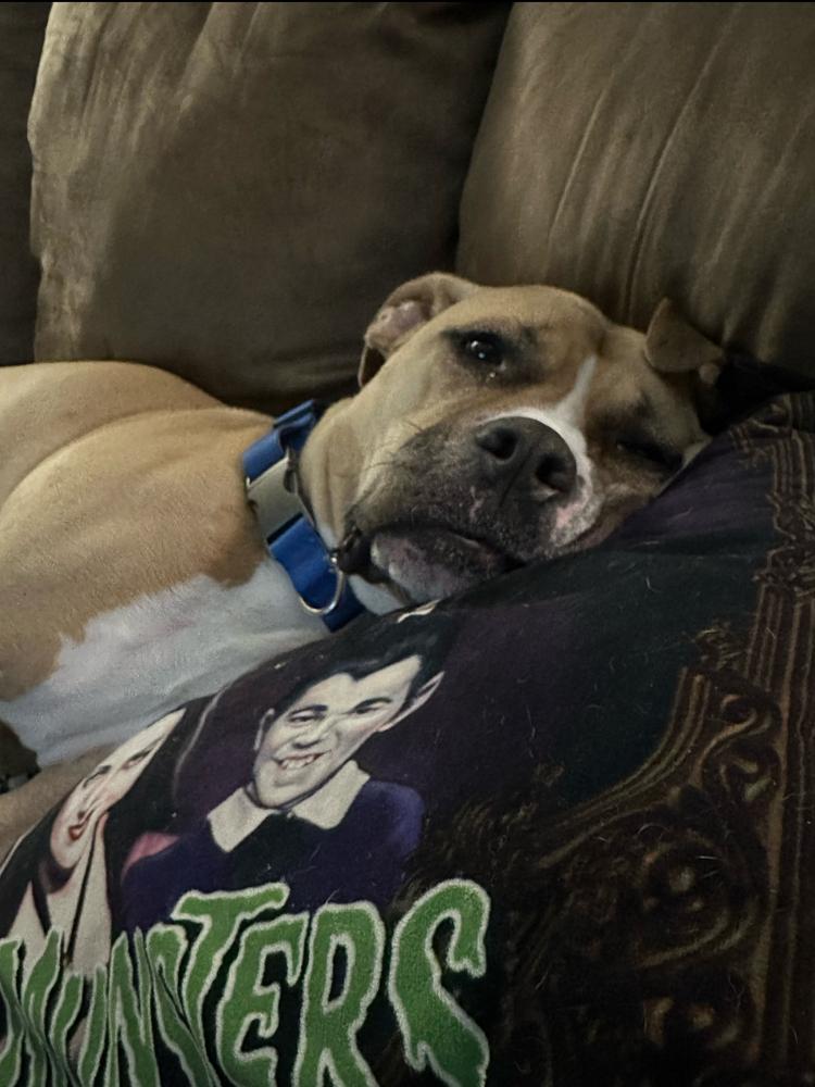 Enlarge Leela, a Adoptable mixed breed in Wake Forest, NC image 4/6