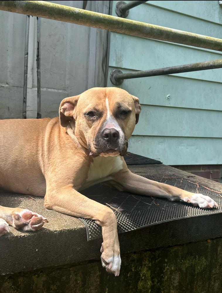 Enlarge Leela, a Adoptable mixed breed in Wake Forest, NC image 5/6