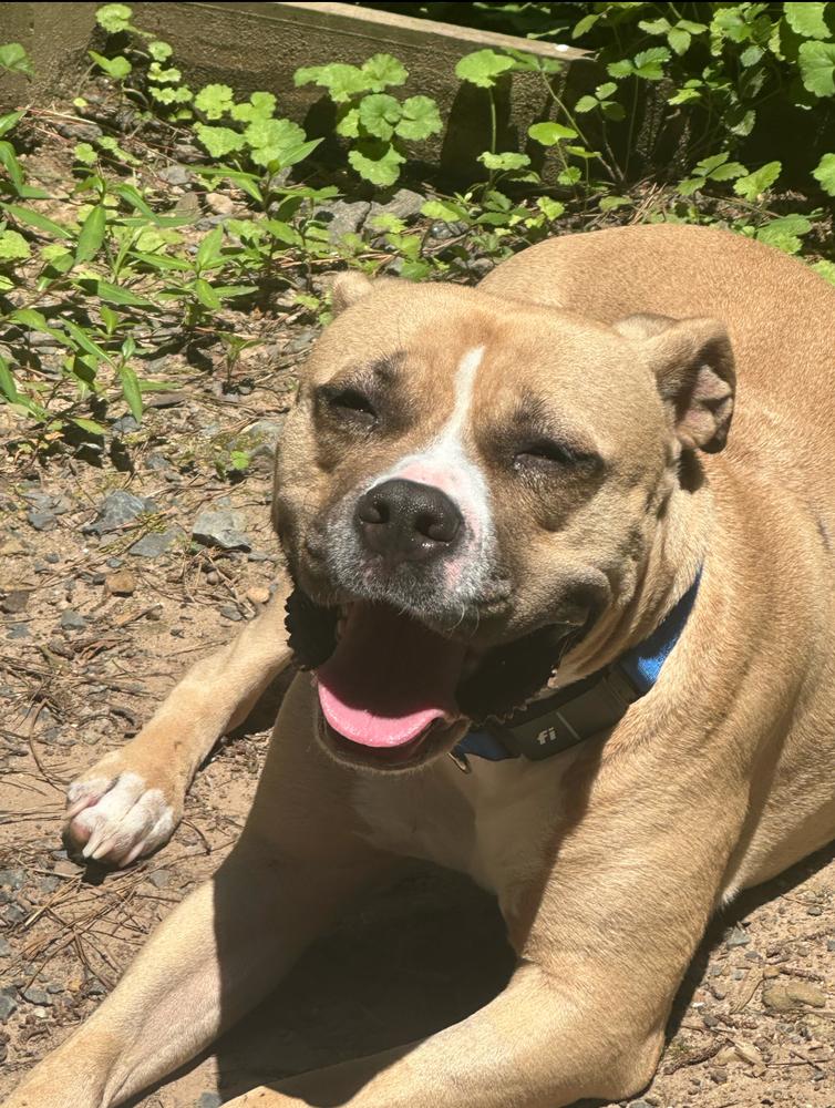 Enlarge Leela, a Adoptable mixed breed in Wake Forest, NC image 6/6