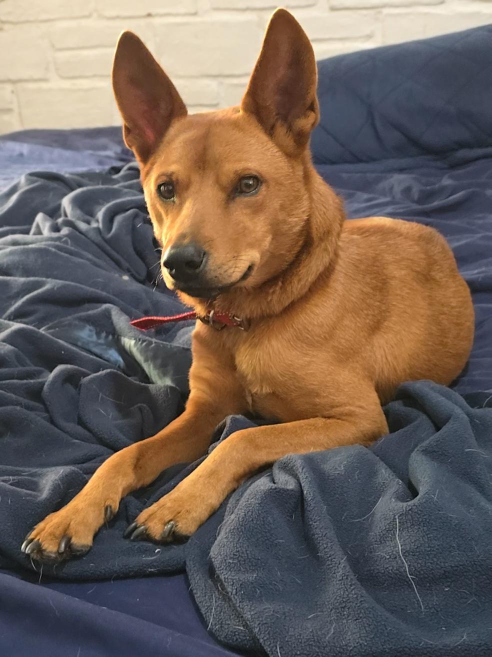 Golden Boy, ADOPTABLE, Young Male Carolina Dog.