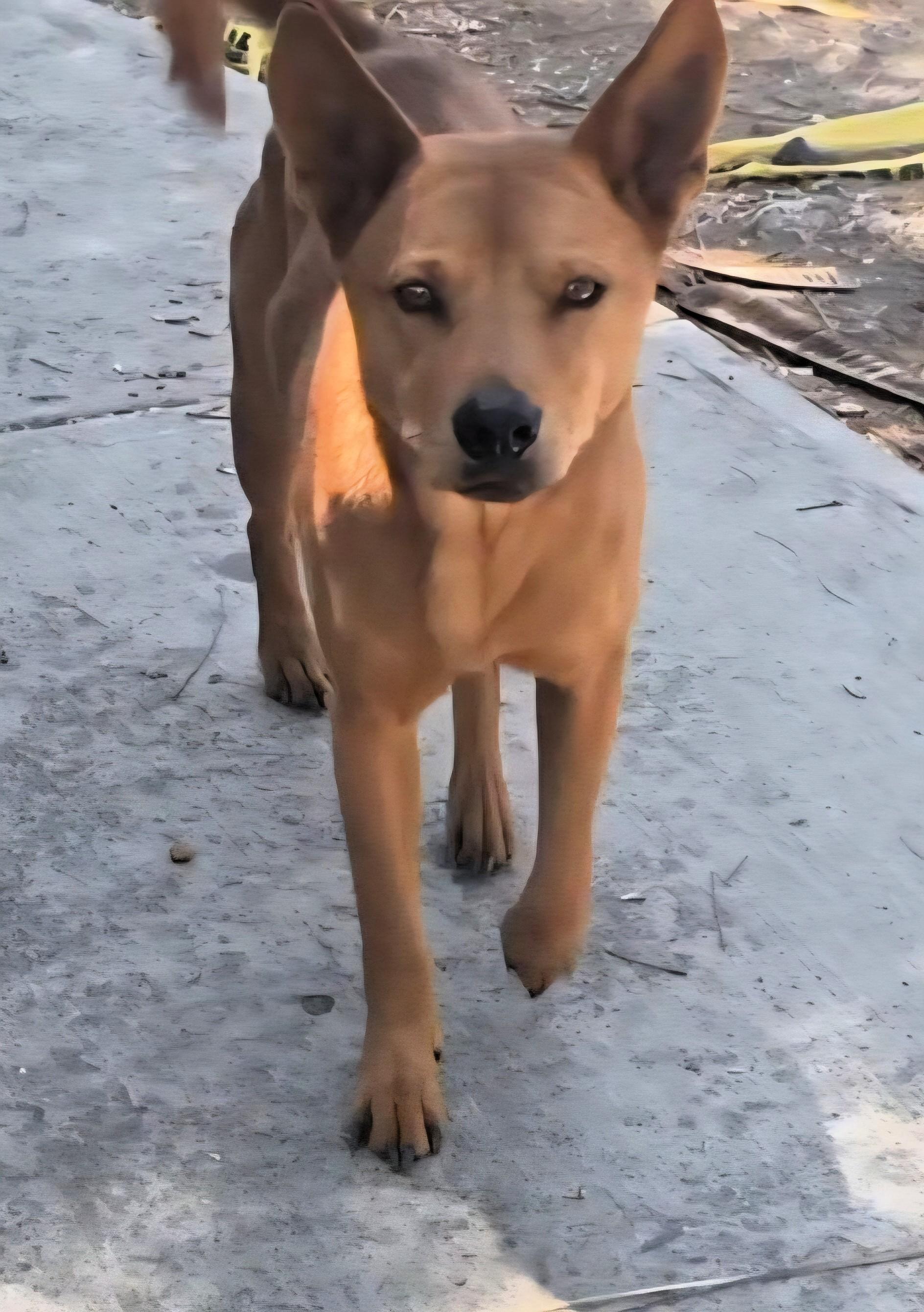 Enlarge Golden Boy, a ADOPTABLE mixed breed in San Francisco, CA image 2/4