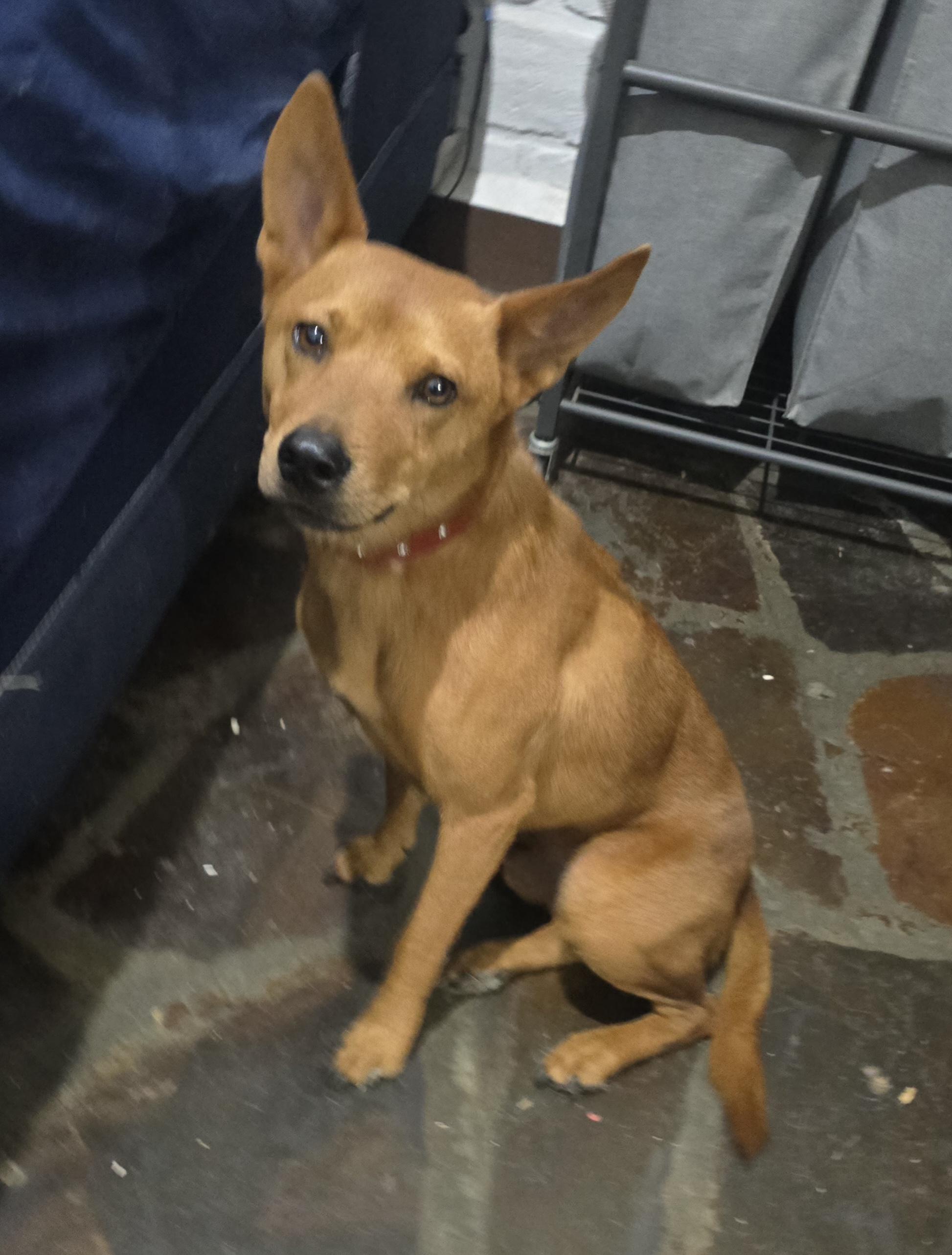 Enlarge Golden Boy, a ADOPTABLE mixed breed in San Francisco, CA image 4/4