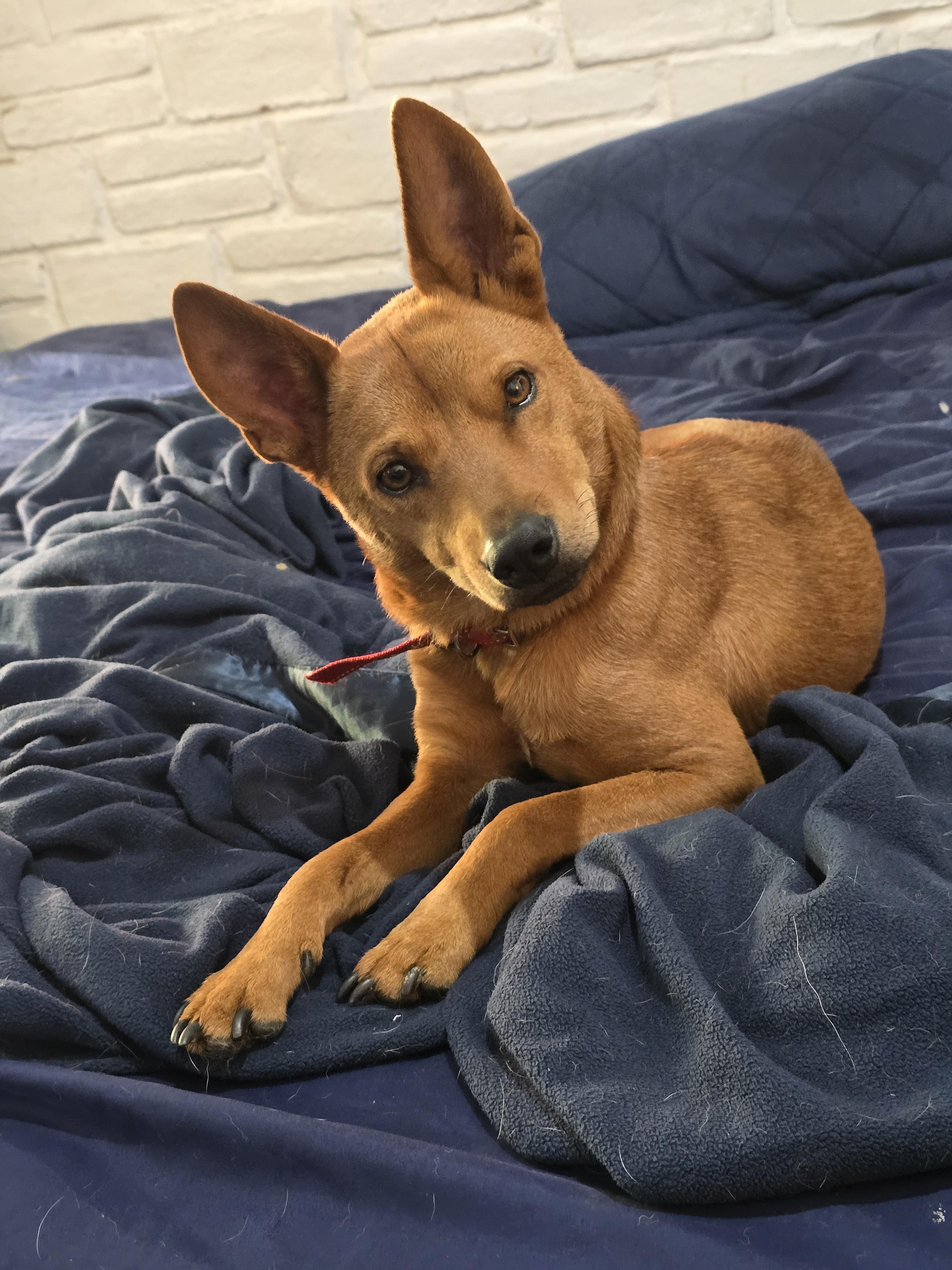 Enlarge Golden Boy, a ADOPTABLE mixed breed in San Francisco, CA image 3/4