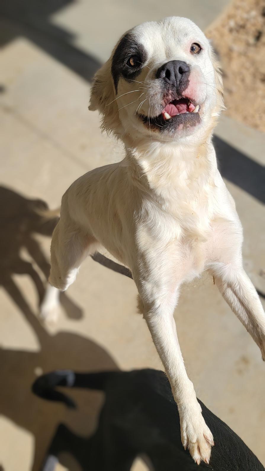 Enlarge Cookie, a Adoptable mixed breed in Running Springs, CA image 3/3