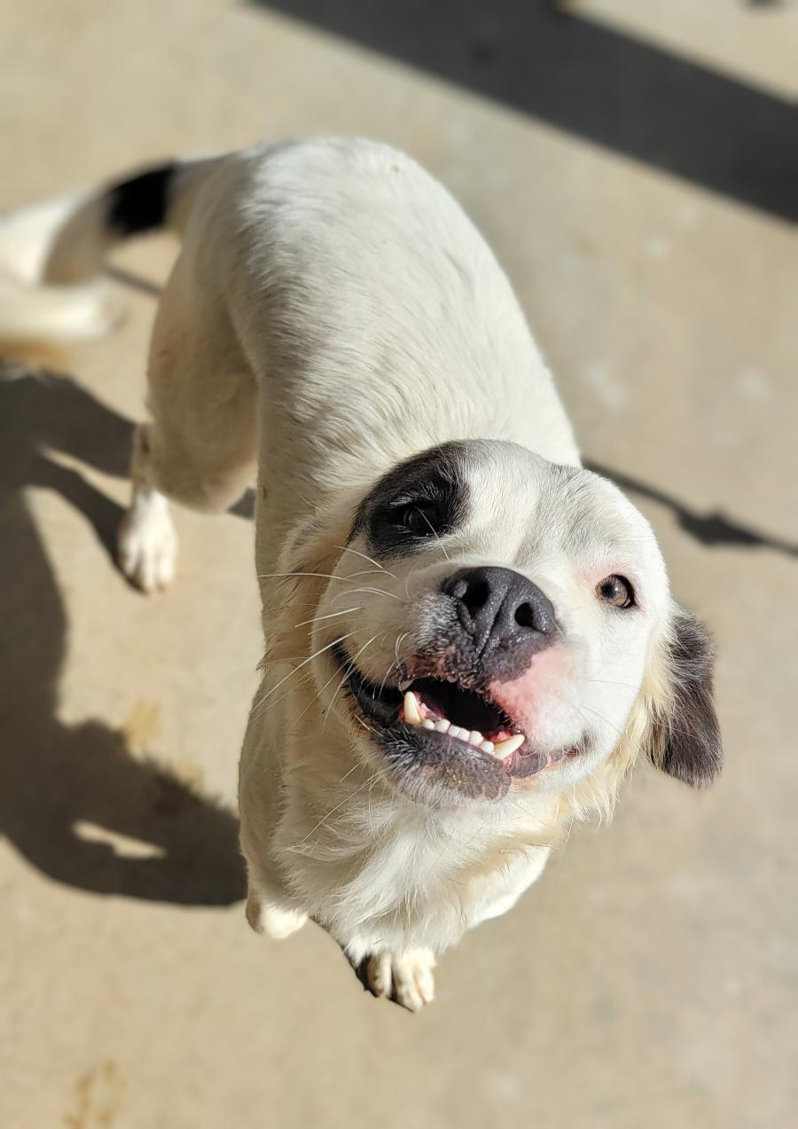Enlarge Cookie, a Adoptable mixed breed in Running Springs, CA image 1/3