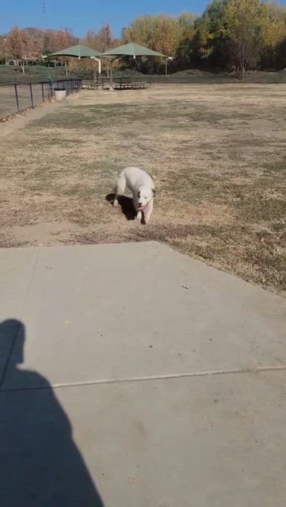 Enlarge Cookie, a Adoptable mixed breed in Running Springs, CA video 2/3