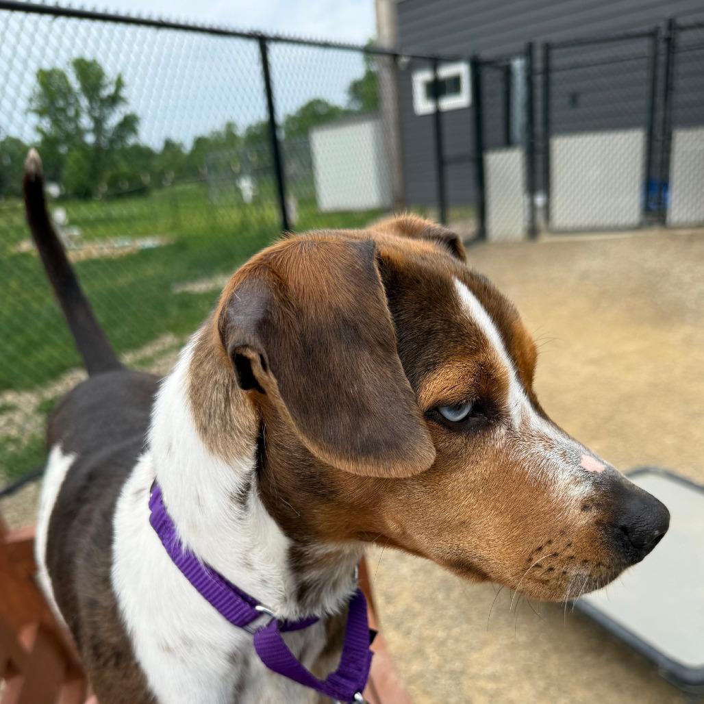 Storm, Adoptable, Adult Female Beagle.