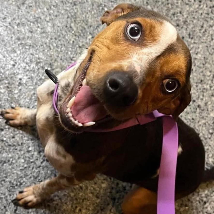 Enlarge Storm, a Adoptable Beagle in Columbia Station, OH image 3/5