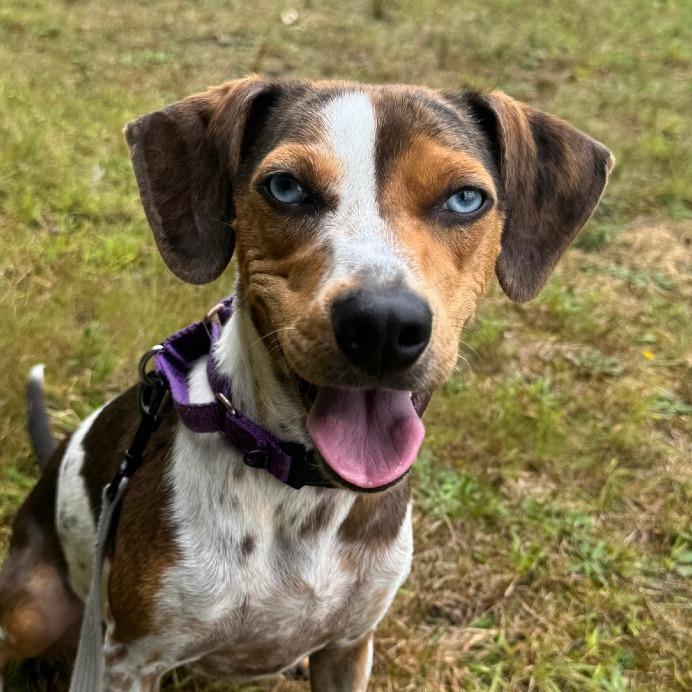 Enlarge Storm, a Adoptable Beagle in Columbia Station, OH image 4/5