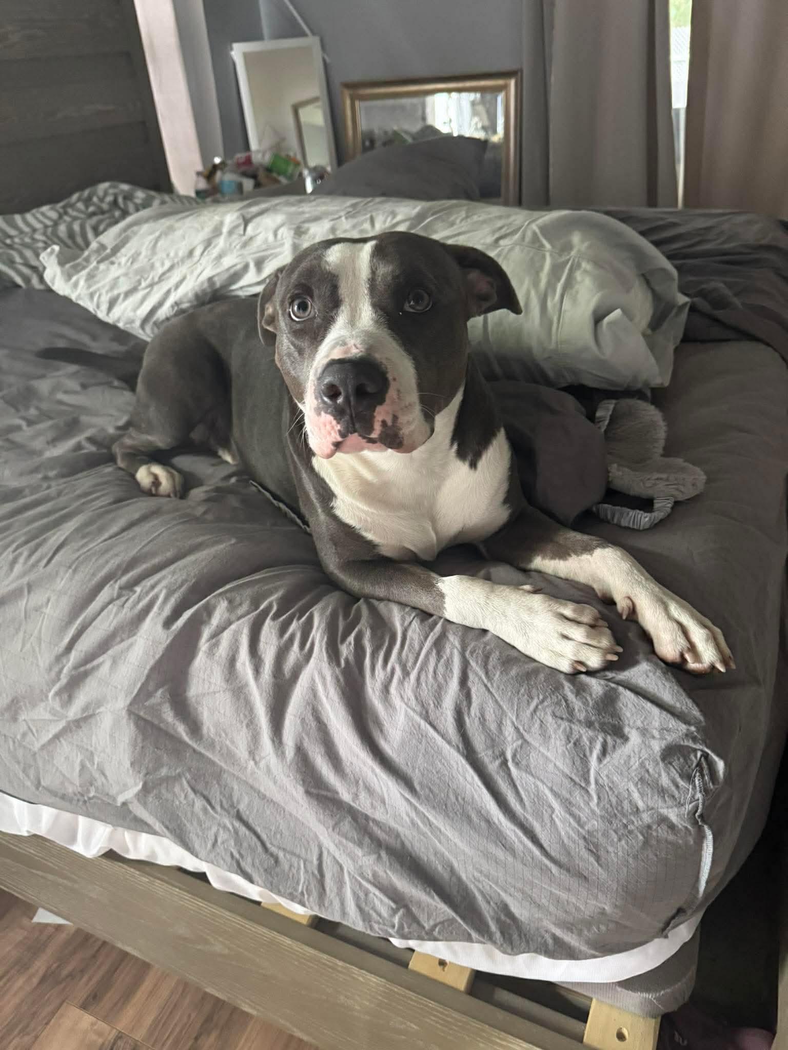 Bennett, ADOPTABLE, Young Male Pit Bull Terrier.