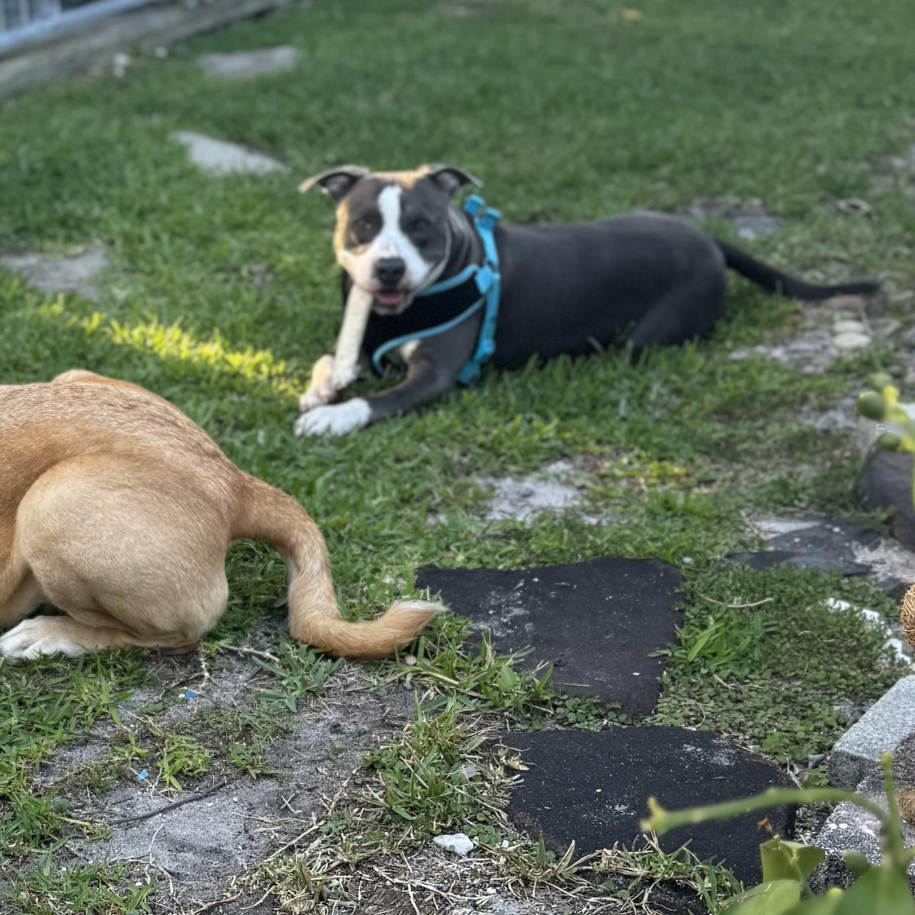 Bennett, a ADOPTABLE mixed breed in Port Saint Lucie, FL image 3/5