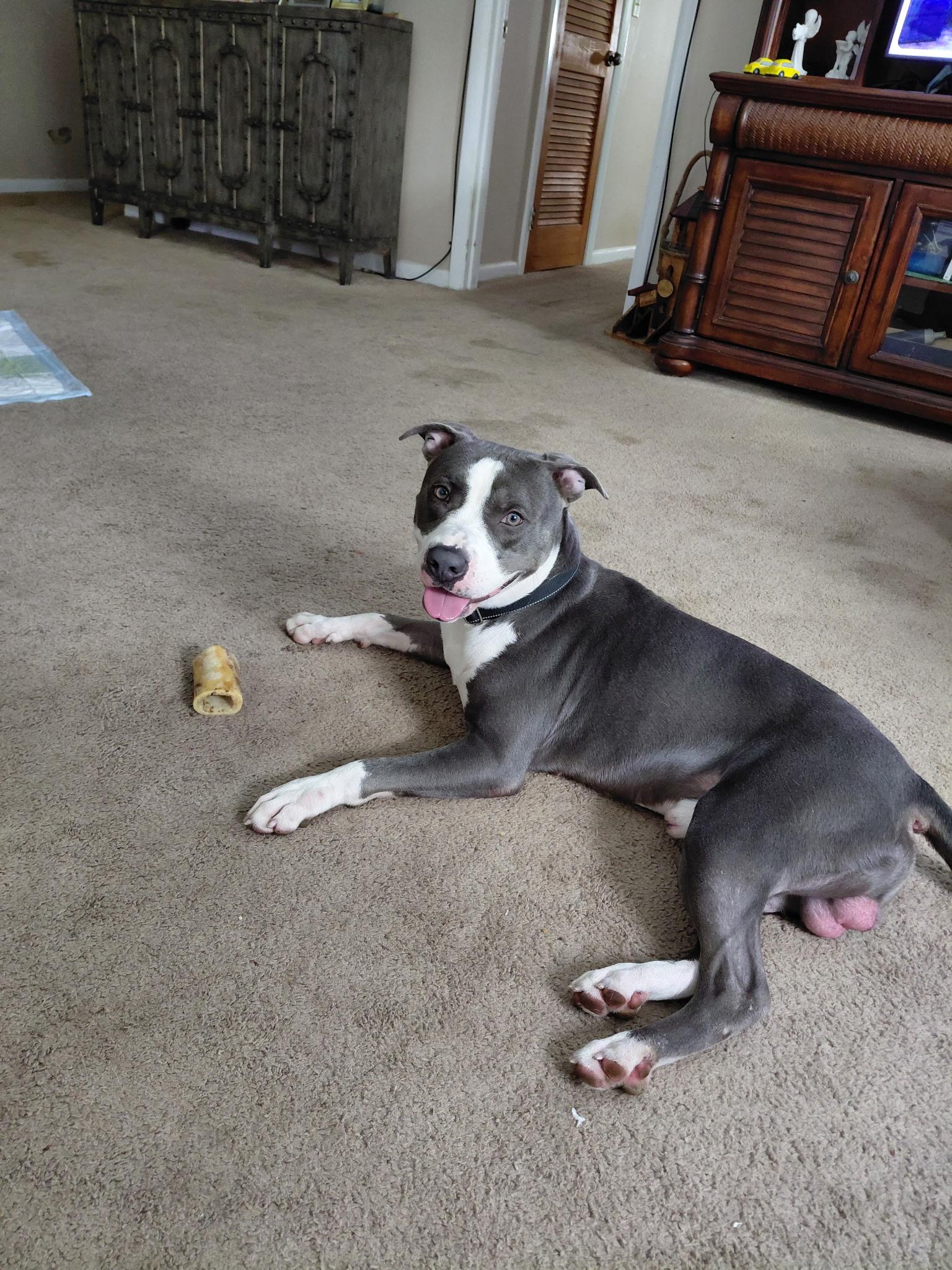 Enlarge Bennett, a ADOPTABLE mixed breed in Port Saint Lucie, FL image 1/3