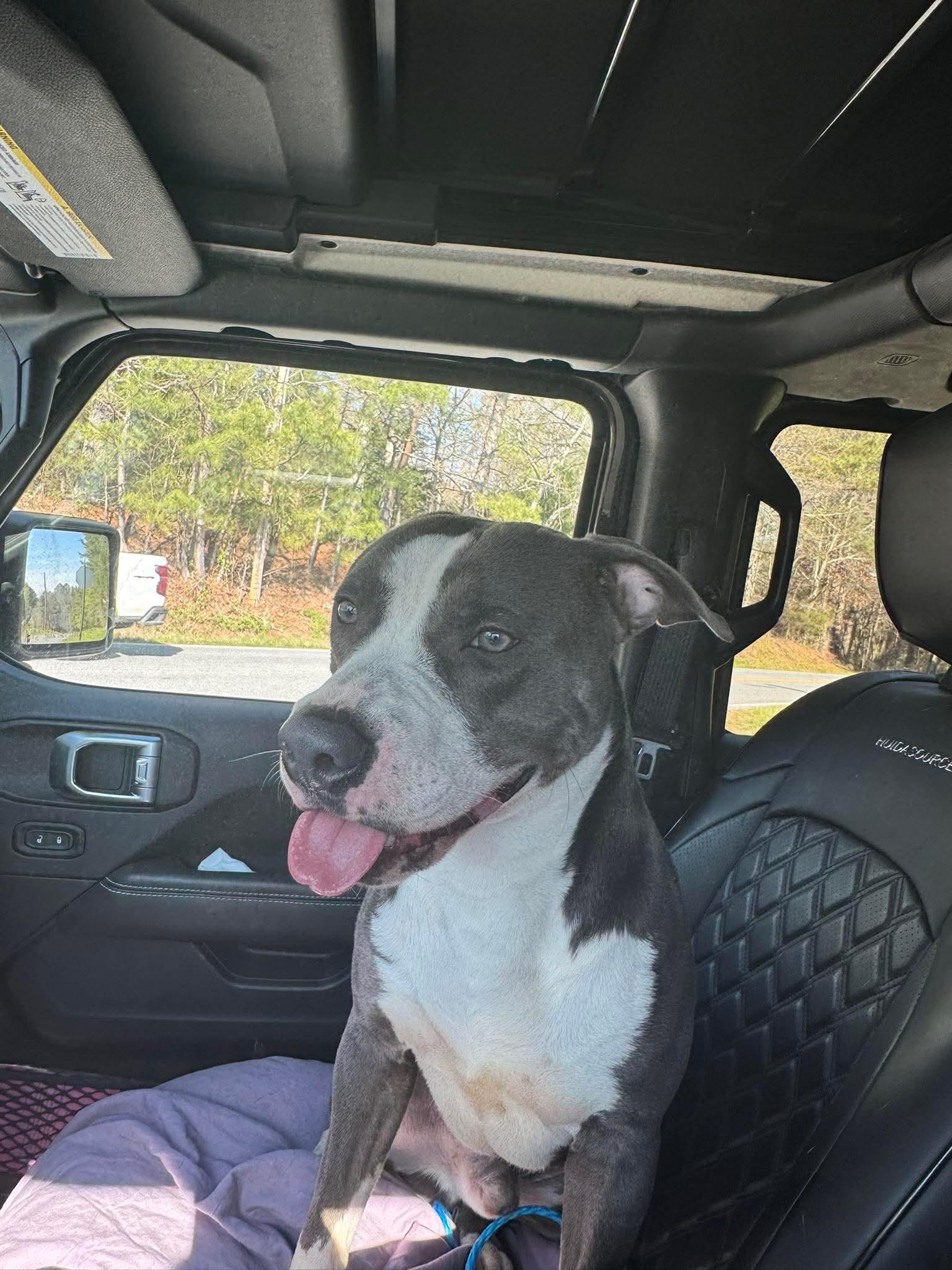 Enlarge Bennett, a ADOPTABLE mixed breed in Port Saint Lucie, FL image 2/2