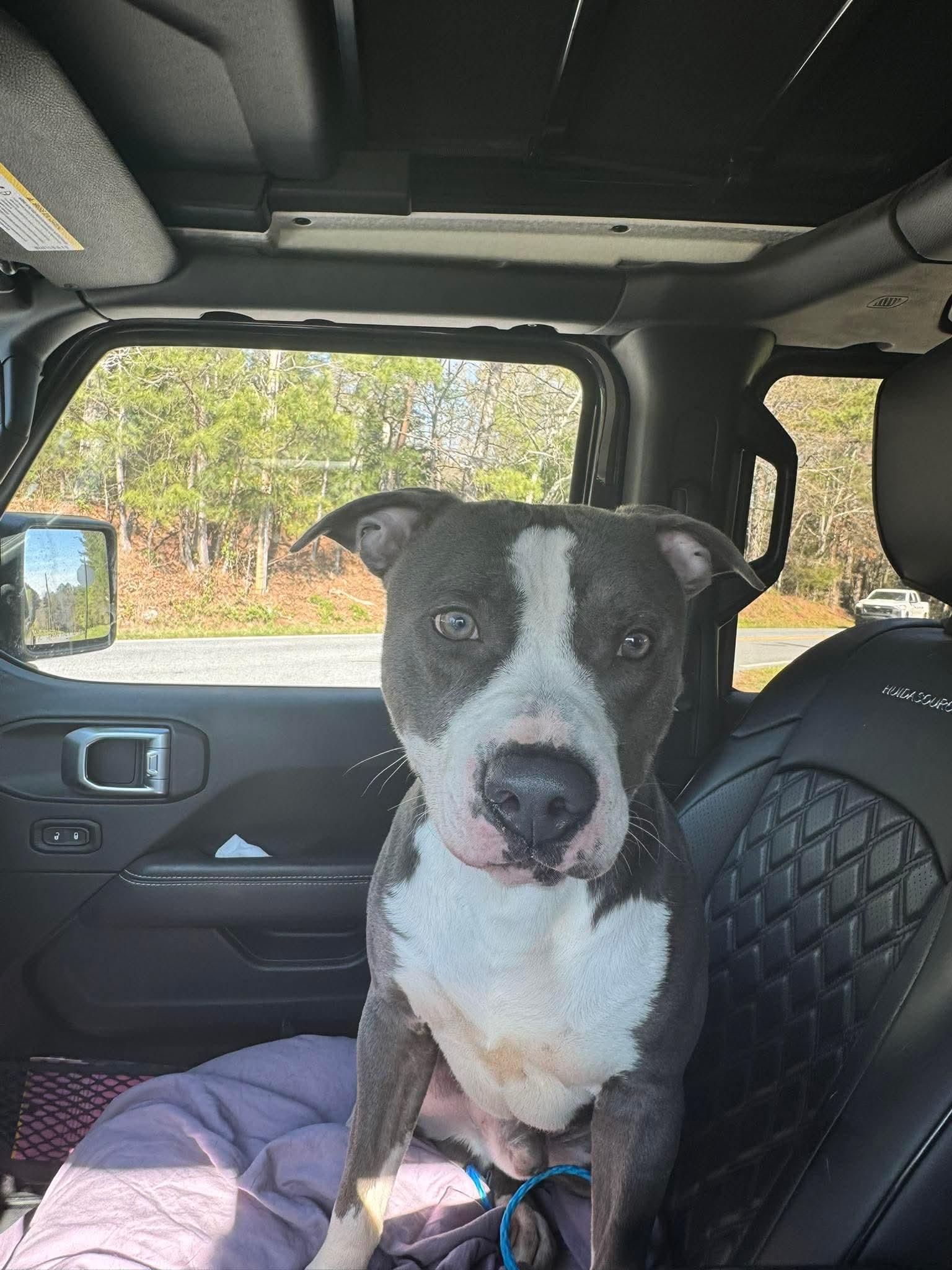 Enlarge Bennett, a ADOPTABLE mixed breed in Port Saint Lucie, FL image 1/2