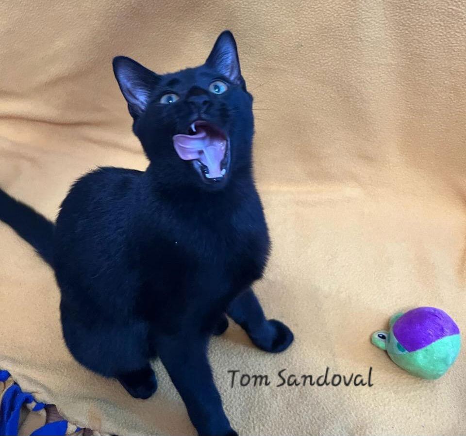 Enlarge Tom Sandoval #plays-iPad-games, a Adoptable mixed breed in Houston, TX image 2/2