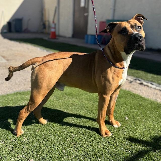 Enlarge Dempsey, a Adoptable mixed breed in Bullhead City, AZ image 1/5