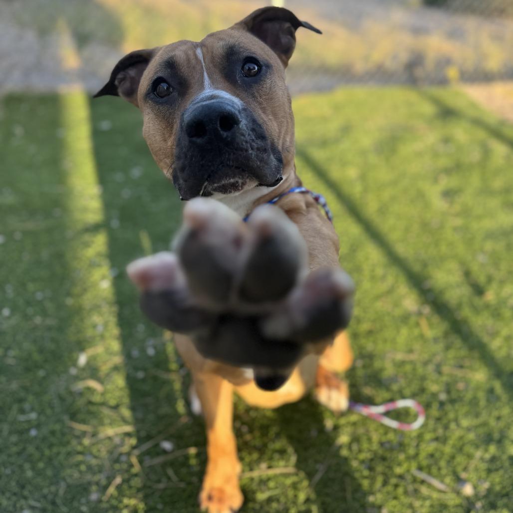 Enlarge Dempsey, a Adoptable mixed breed in Bullhead City, AZ image 2/5