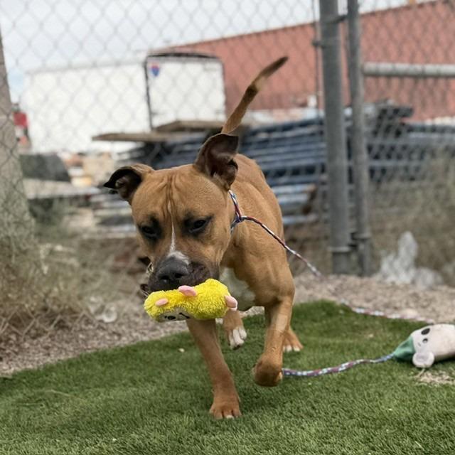 Dempsey, Adoptable, Adult Male Boxer & Mixed Breed.