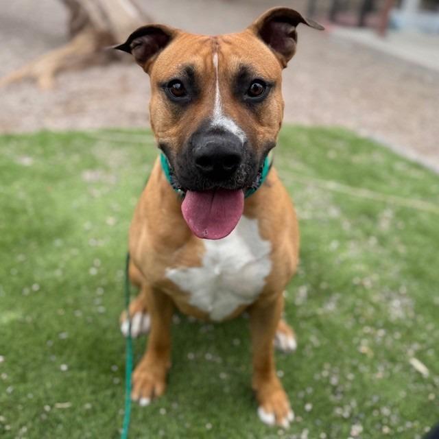 Enlarge Dempsey, a Adoptable mixed breed in Bullhead City, AZ image 4/5