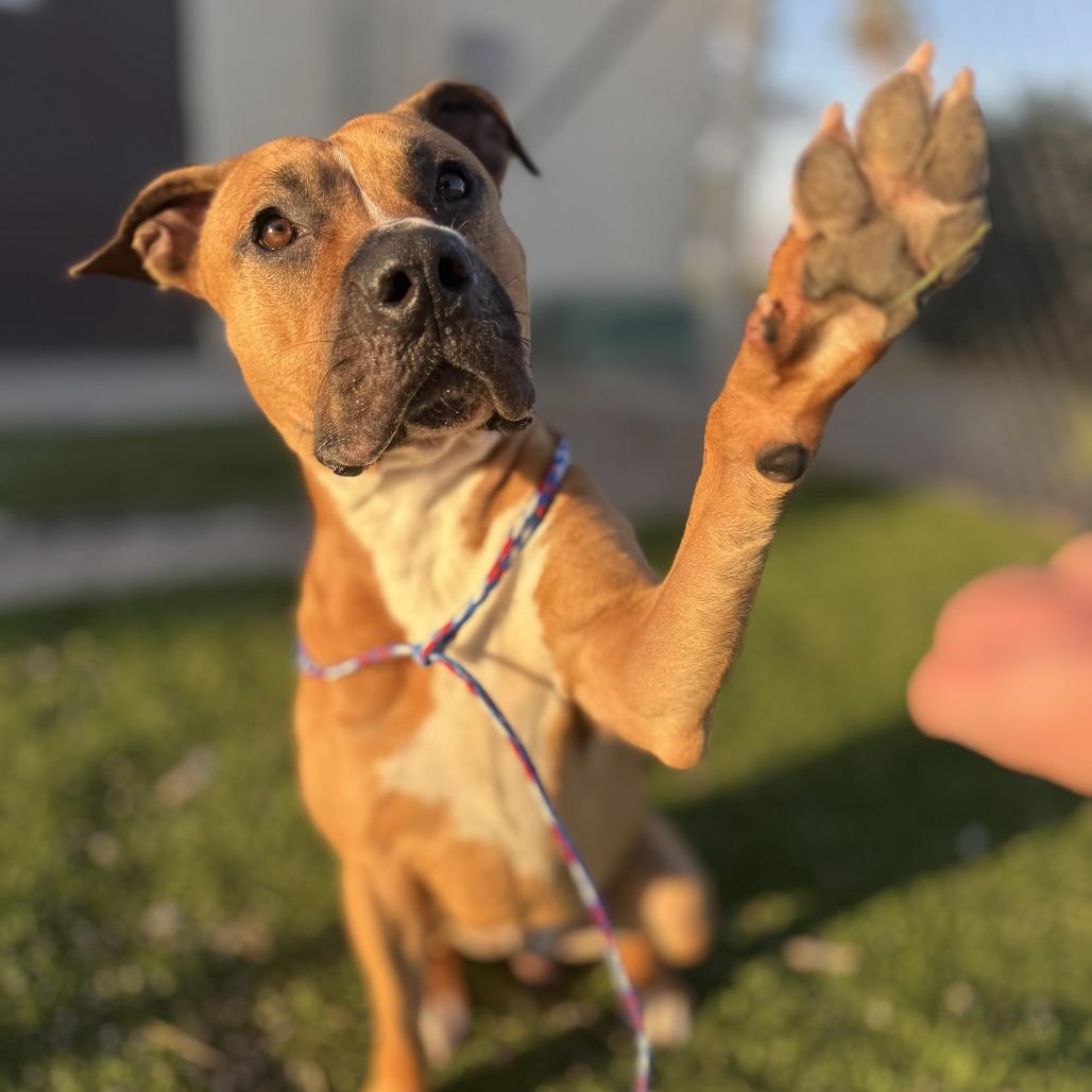 Enlarge Dempsey, a Adoptable mixed breed in Bullhead City, AZ image 5/5
