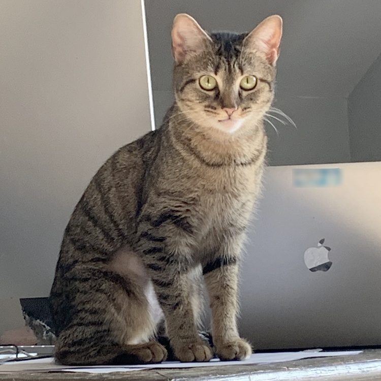 Ly-Ly, a Adoptable mixed breed in Mauldin, SC image 4/4