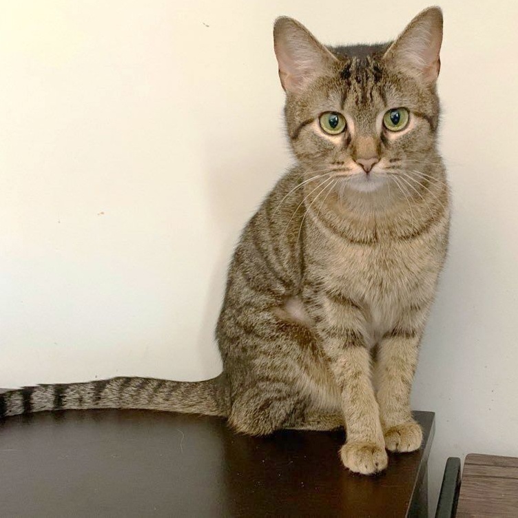 Ly-Ly, a Adoptable mixed breed in Mauldin, SC image 3/4