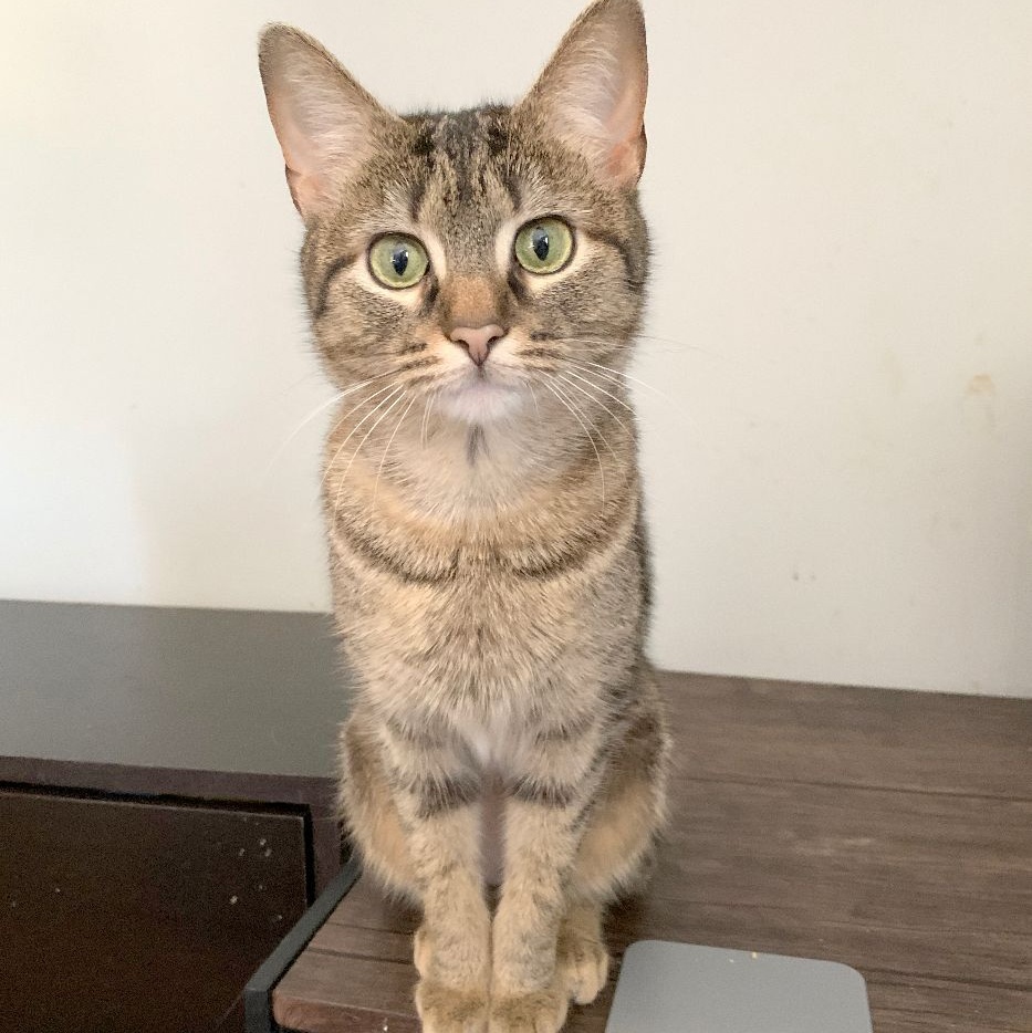 Ly-Ly, Adoptable, Adult Female Abyssinian & Tabby.