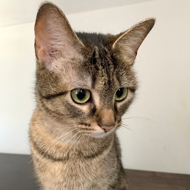 Ly-Ly, a Adoptable mixed breed in Mauldin, SC image 2/4