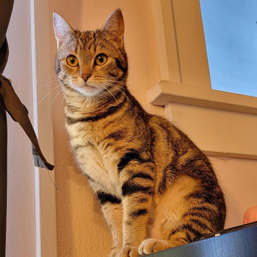 Alice, Adoptable, Young Female Domestic Short Hair.