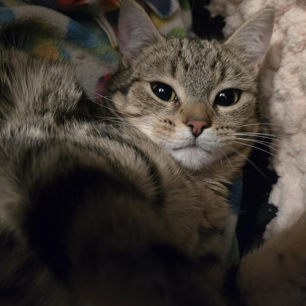 Enlarge Alice, a Adoptable Domestic Short Hair in Washougal, WA image 2/3