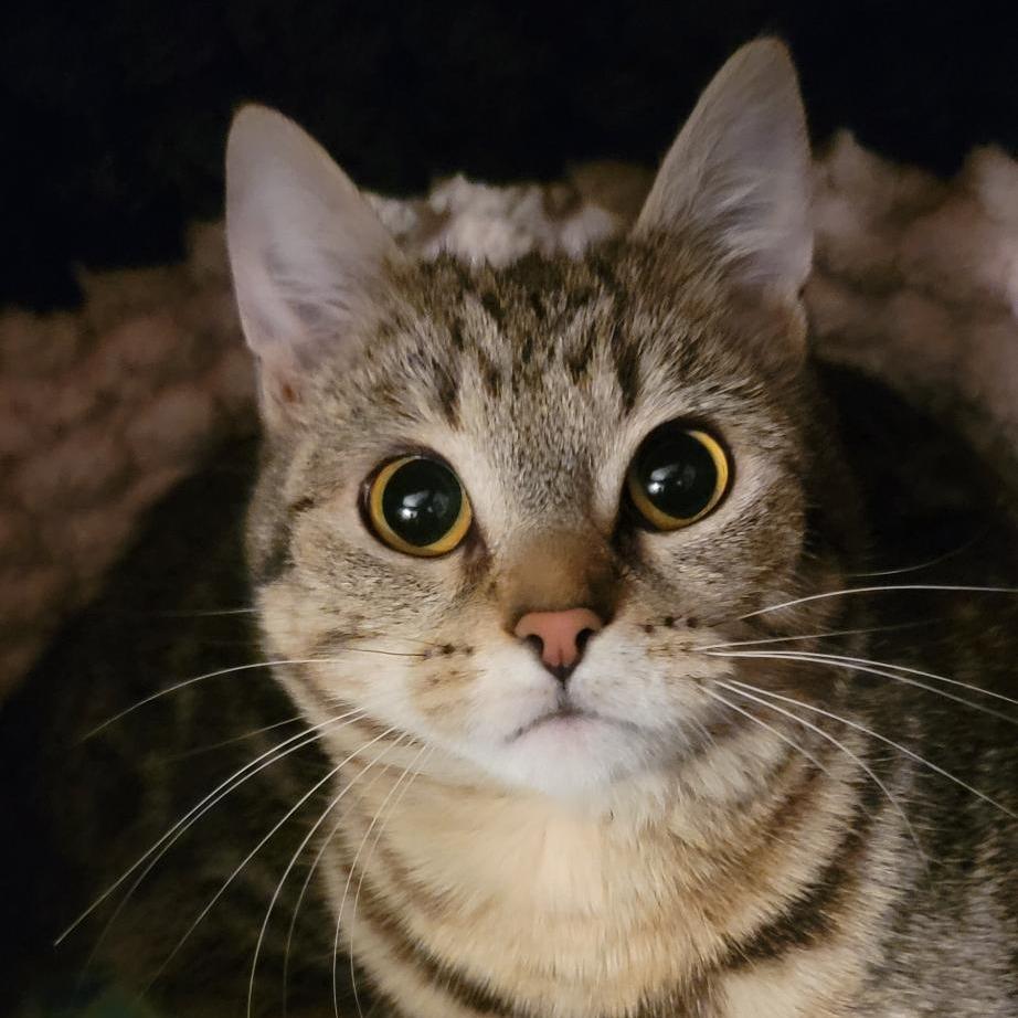 Enlarge Alice, a Adoptable Domestic Short Hair in Washougal, WA image 3/3