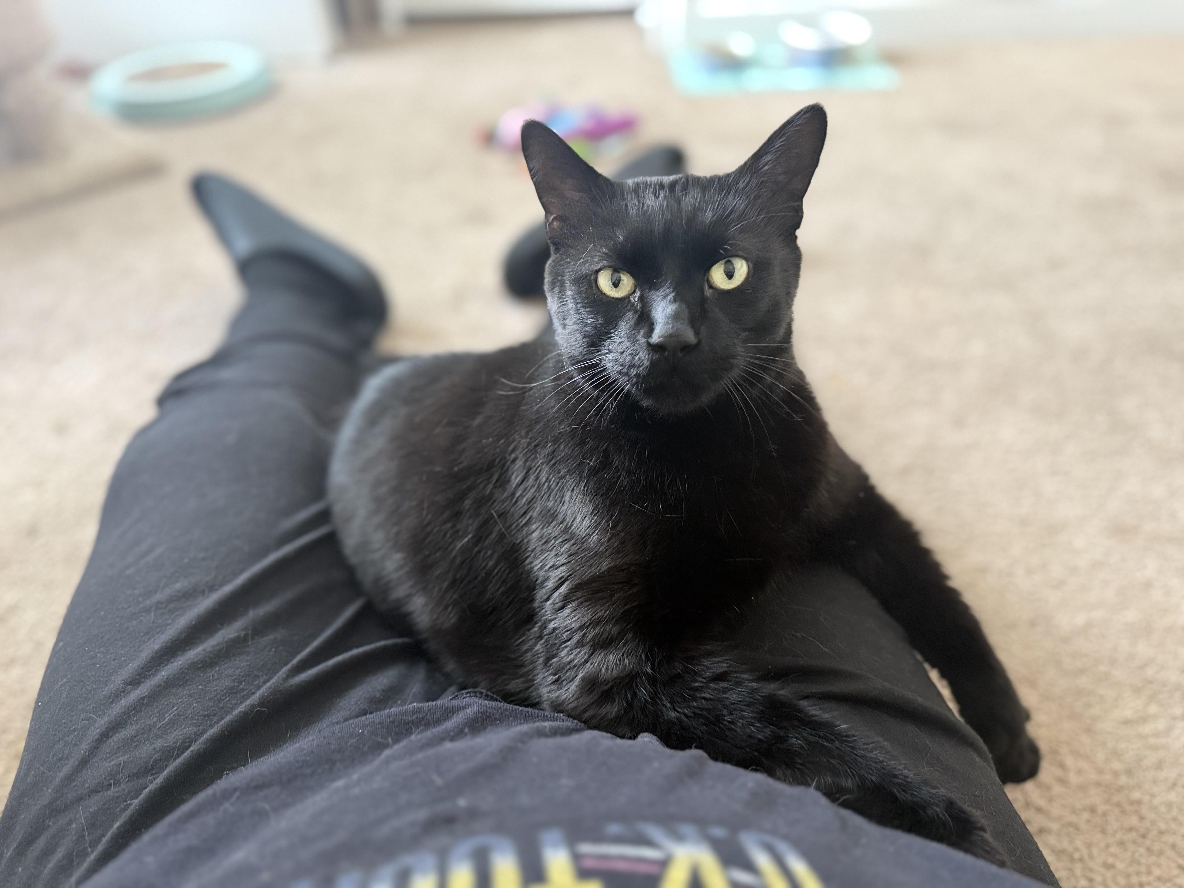 Enlarge Salem, a ADOPTABLE Domestic Short Hair in Manchester, NH image 1/3