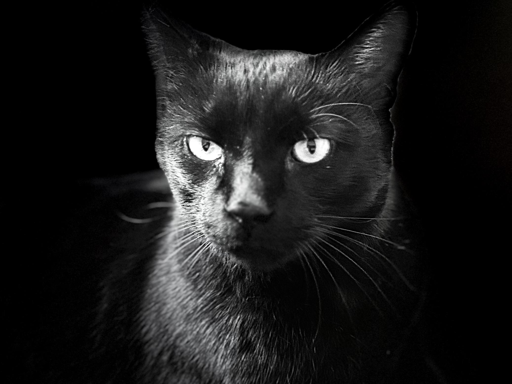 Enlarge Salem, a ADOPTABLE Domestic Short Hair in Manchester, NH image 2/3