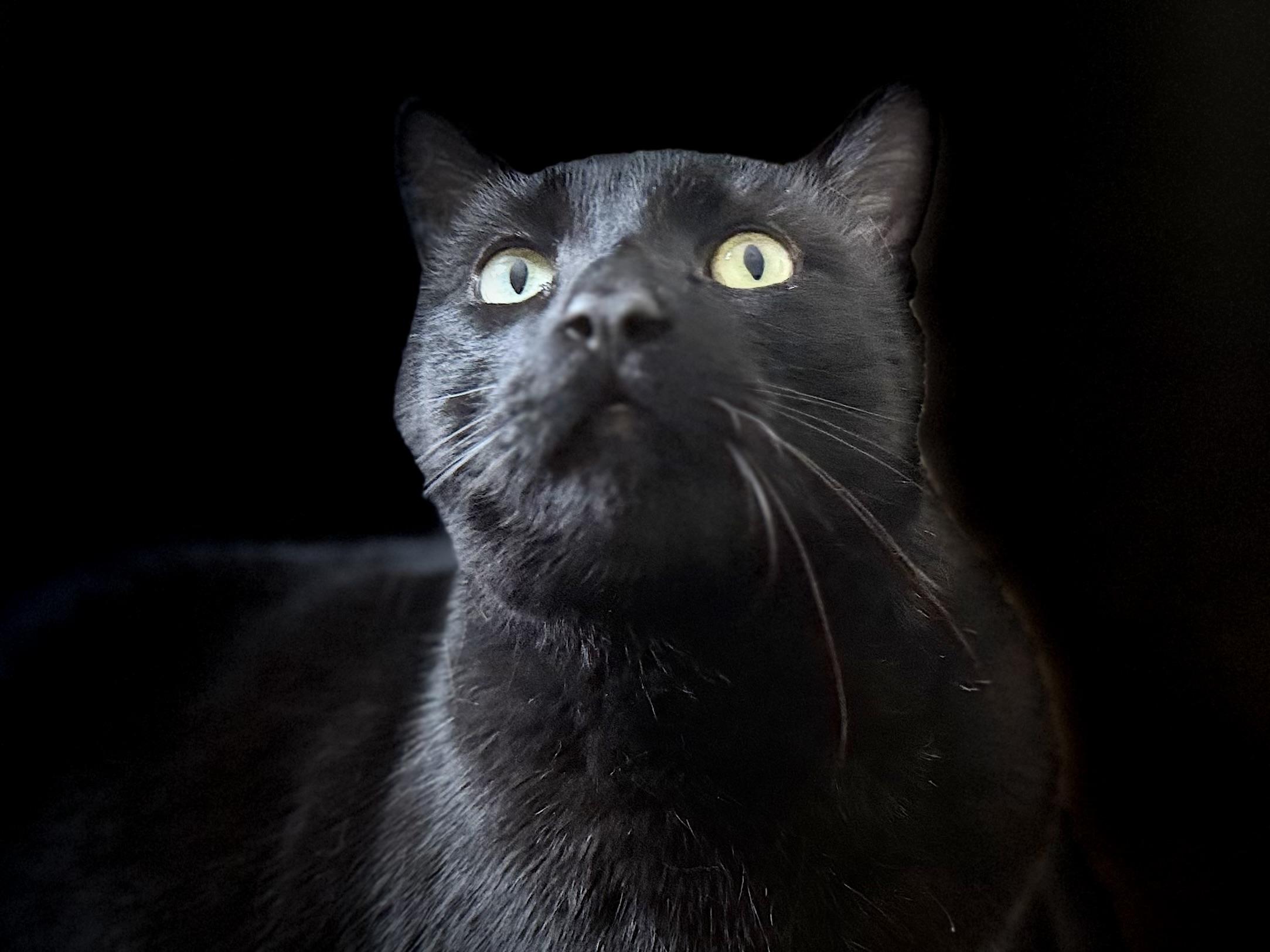 Enlarge Salem, a ADOPTABLE Domestic Short Hair in Manchester, NH image 3/3