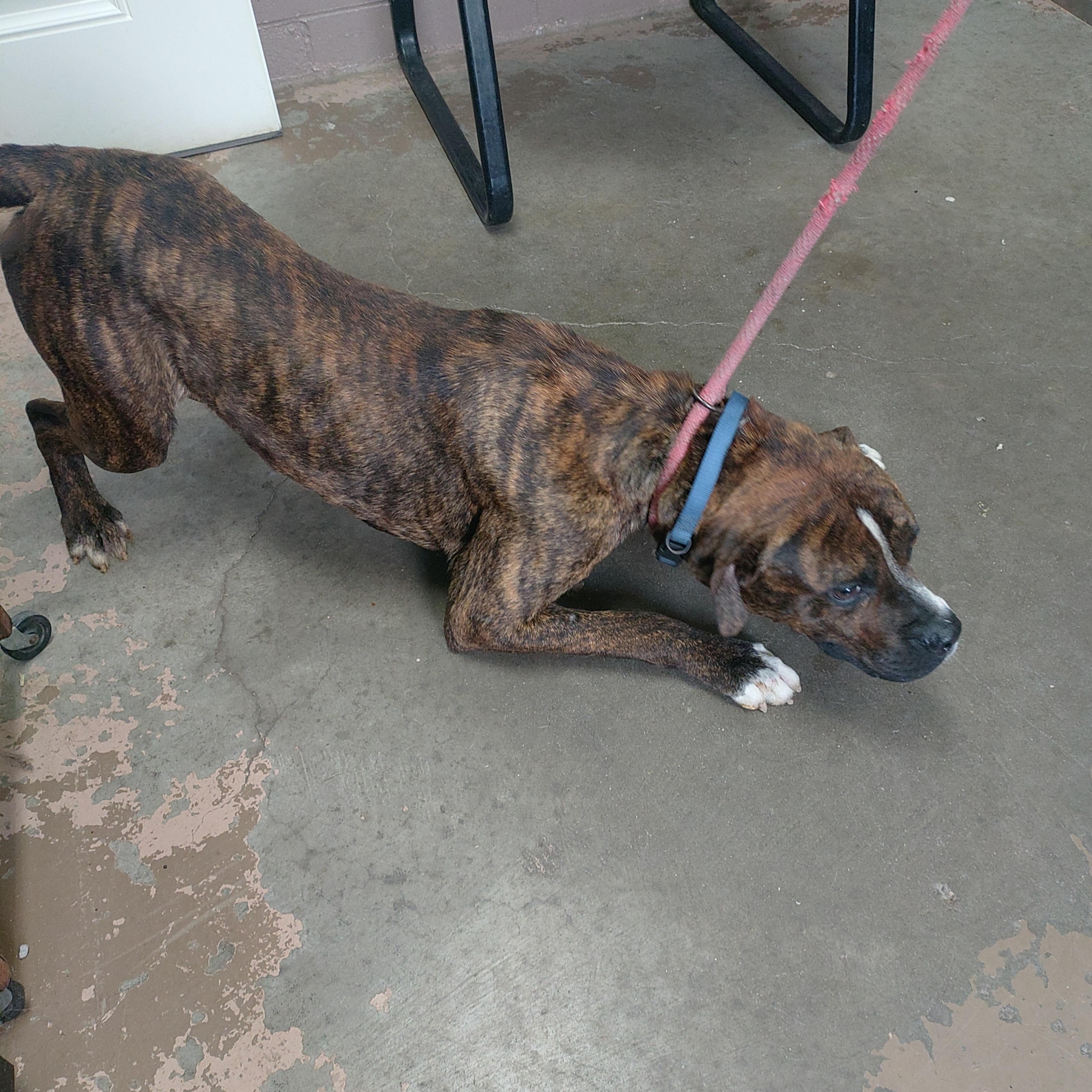 26-080, a ADOPTABLE mixed breed in Carrollton, OH image 3/4