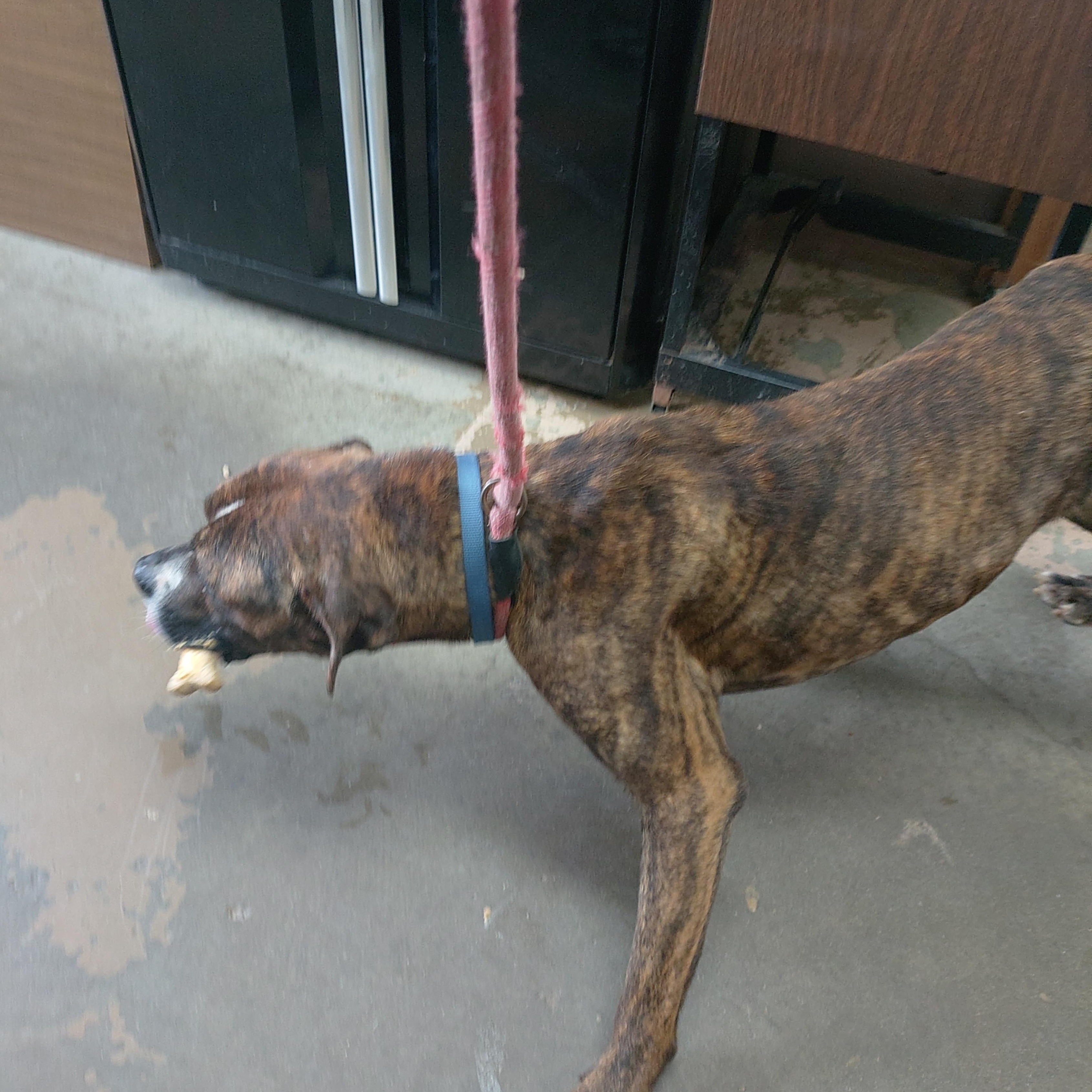 26-080, a ADOPTABLE mixed breed in Carrollton, OH image 4/4